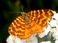 Chrysolarentia chrysocyma