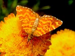 Chrysolarentia chrysocyma