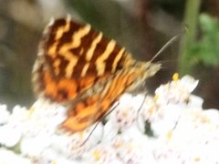 Chrysolarentia chrysocyma