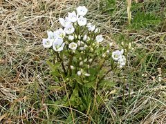 Gentianella muelleriana