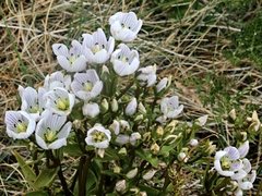 Gentianella muelleriana
