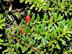 Podocarpus lawrencei