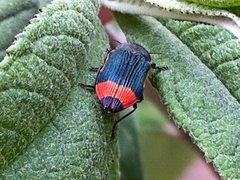 Castiarina kerremansi