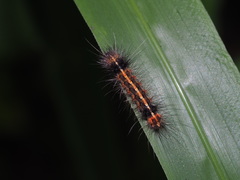 Creatonotos transiens vacillans