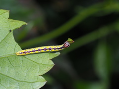 Chadisra bipars