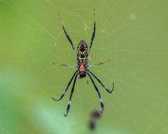 Nephila vitiana