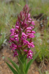 Disa stachyoides