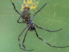 Nephila vitiana