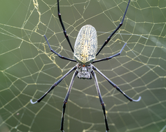 Nephila vitiana