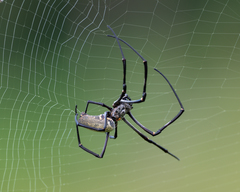Nephila vitiana