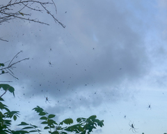 Nephila vitiana