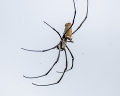 Nephila vitiana