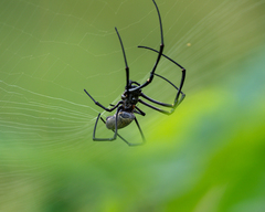 Nephila vitiana
