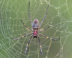 Nephila vitiana