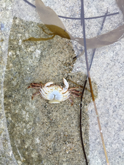 Pachygrapsus crassipes