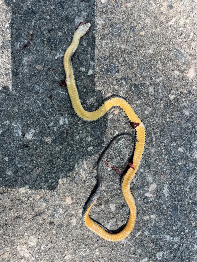 Northern Ringneck Snake from Killbear Provincial Park, Carling, ON, CA ...