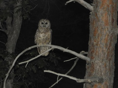 Strix occidentalis lucida