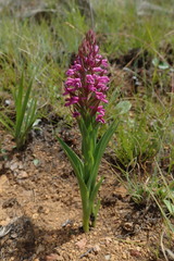 Disa stachyoides