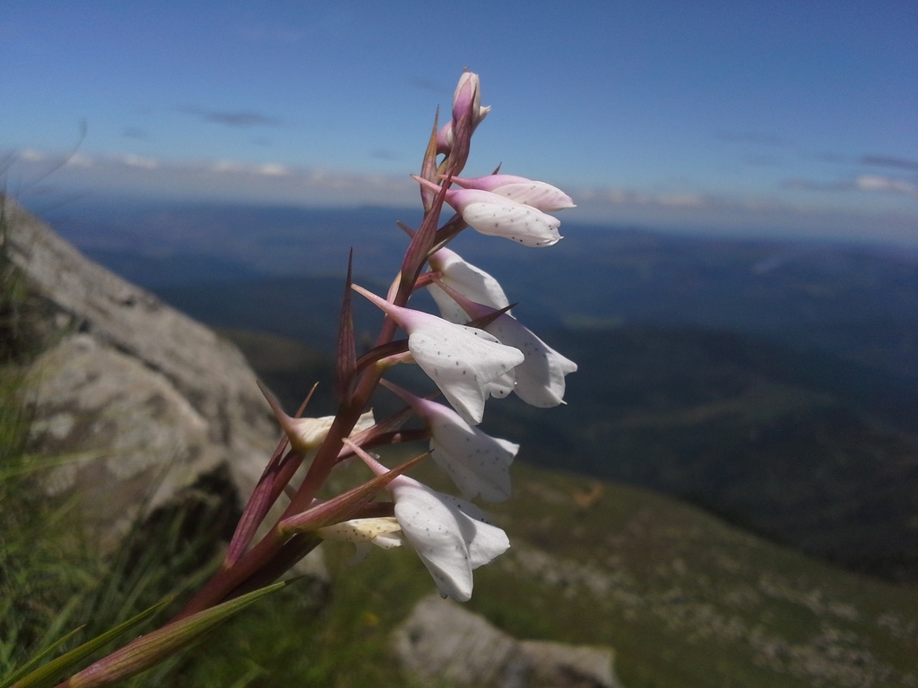 Disa staerkeriana