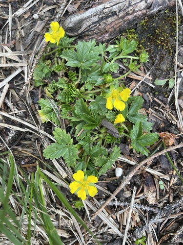 Potentilla brauneana