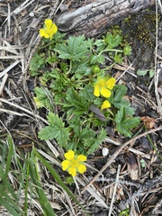 Potentilla brauneana
