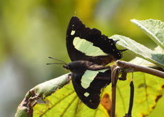 Polyura
