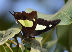 Polyura bharata