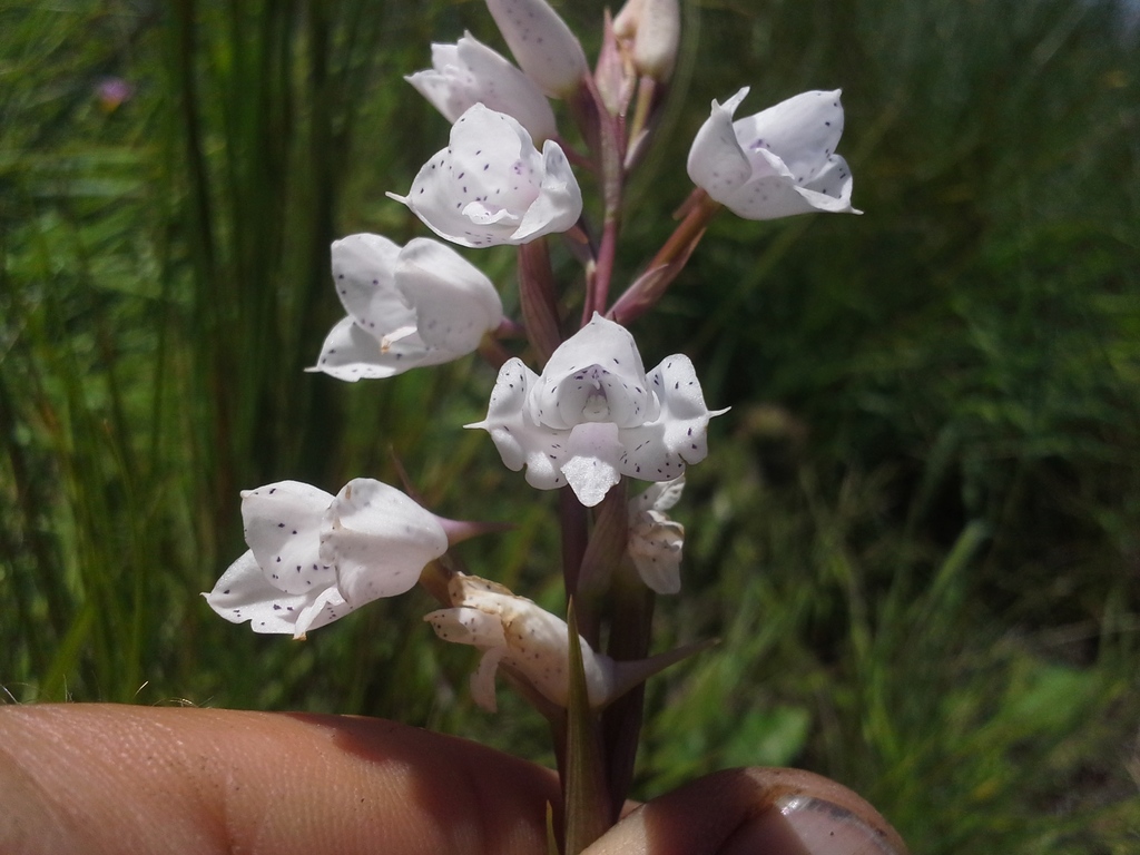 Disa staerkeriana