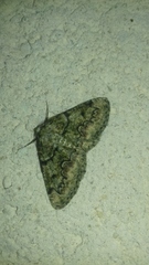 Cleorodes lichenaria