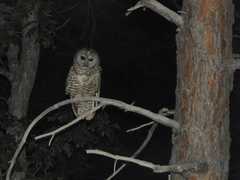 Strix occidentalis lucida