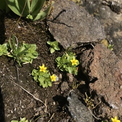Sebaea procumbens