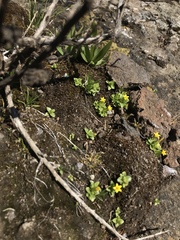 Sebaea procumbens
