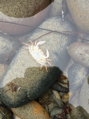 Pachygrapsus crassipes