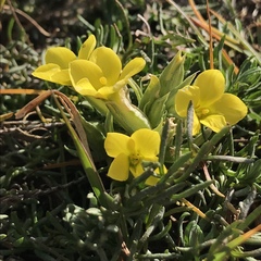 Sebaea compacta
