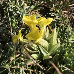 Sebaea compacta