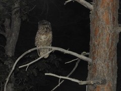 Strix occidentalis lucida