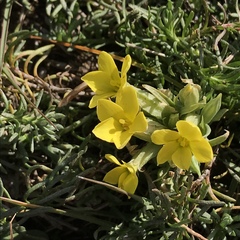 Sebaea compacta