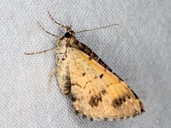 Chrysolarentia lucidulata