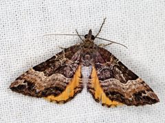 Chrysolarentia lucidulata