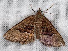 Chrysolarentia bichromata