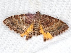 Chrysolarentia bichromata