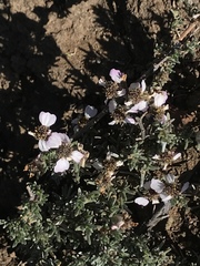 Eriocephalus eximius