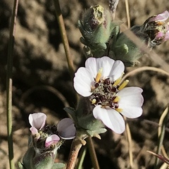 Eriocephalus eximius
