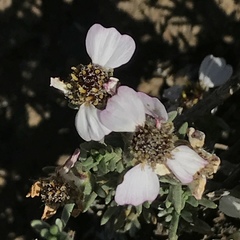 Eriocephalus eximius