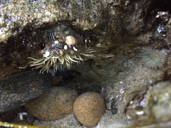 Anthopleura sola