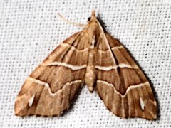 Chaetolopha leucophragma