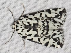 Archephanes zalosema