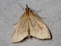 Udea hyalistis
