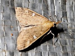 Udea hyalistis
