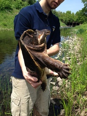 Chelydra serpentina